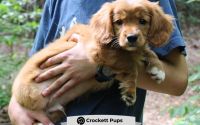 Male Mini Golden Retriever Pup - Bear