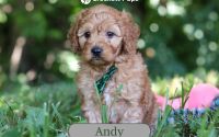 Male Mini Golden Retriever Pup - Andy