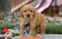 Male Mini Golden Retriever Pup - Archie