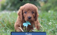 Male Mini Golden Retriever Pup - Ryder