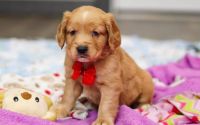 Male Mini Golden Retriever Pup - Frost