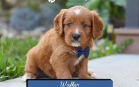 Male Mini Golden Retriever Pup - Walker