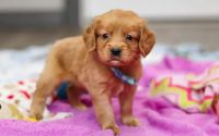 Male Mini Golden Retriever Pup - Juniper