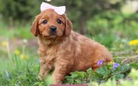 Female Mini Golden Retriever Pup - Hyacinth