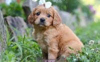 Female Mini Golden Retriever Pup - Karis