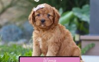 Female Mini Golden Retriever Pup - Winnie