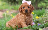 Female Mini Golden Retriever Pup - Ahnna