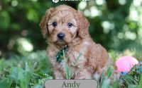 Male Mini Golden Retriever Pup - Andy