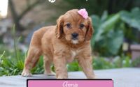 Female Mini Golden Retriever Pup - Annie