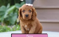 Female Mini Golden Retriever Pup - Penny