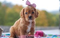 Female Mini Golden Retriever Pup - Emma