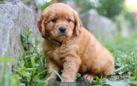 Male Mini Golden Retriever Pup - Caleb