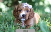 Female Mini Golden Retriever Pup - Thelma Bea