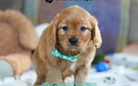 Male Mini Golden Retriever Pup - Snowshoe