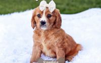 Female Mini Golden Retriever Pup - Sophia