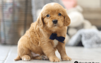 Male Mini Golden Retriever Pup - Max