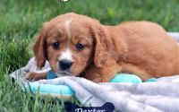 Male Mini Golden Retriever Pup - Dexter