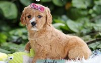 Female Mini Golden Retriever Pup - Apple