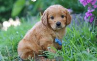 Male Mini Golden Retriever Pup - Charlie