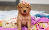 Female Mini Golden Retriever Pup - Flurry