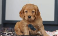 Male Mini Golden Retriever Pup - Heath