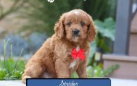 Male Mini Golden Retriever Pup - Strider