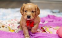 Male Mini Golden Retriever Pup - Frost