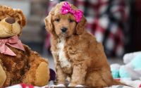 Female Mini Golden Retriever Pup - Magenta
