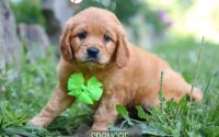 Male Mini Golden Retriever Pup - Spencer