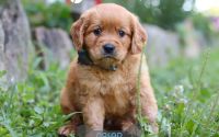 Male Mini Golden Retriever Pup - Caleb