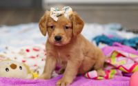 Female Mini Golden Retriever Pup - Solstice