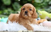 Male Mini Golden Retriever Pup - Birch