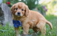 Male Mini Golden Retriever Pup - Jason