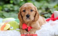 Male Mini Golden Retriever Pup - Acorn