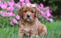 Female Mini Golden Retriever Pup - Bailey