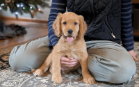 Male Mini Golden Retriever Pup - Evergreen