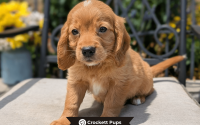 Male Mini Golden Retriever Pup - Max