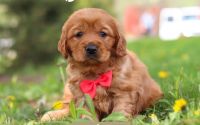 Male Mini Golden Retriever Pup - Ayden