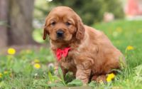 Male Mini Golden Retriever Pup - Ayden