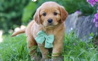 Male Mini Golden Retriever Pup - Kurt