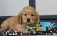 Male Mini Golden Retriever Pup - Alder