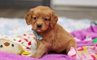 Male Mini Golden Retriever Pup - Juniper
