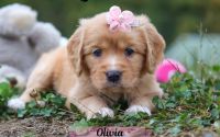 Female Mini Golden Retriever Pup - Olivia
