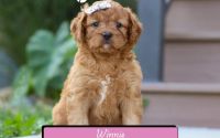 Female Mini Golden Retriever Pup - Winnie