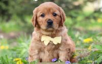 Male Mini Golden Retriever Pup - Craig