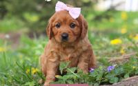 Female Mini Golden Retriever Pup - Ahnna
