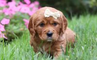 Female Mini Golden Retriever Pup - Bella