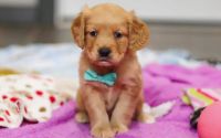 Male Mini Golden Retriever Pup - Evergreen