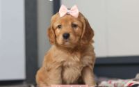 Female Mini Golden Retriever Pup - Hyacinth