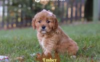Female Mini Golden Retriever Pup - Ember